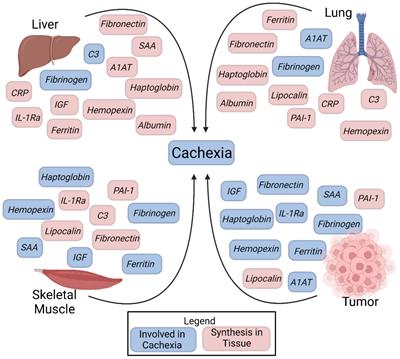 The impact of inflammation and acute phase activation in cancer cachexia